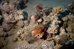Just a lucky shot on a night dive! by Stephan Kerkhofs 